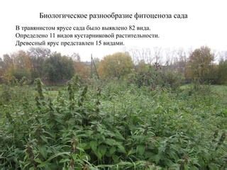 Исследование уникальной фитоценоза в гористых регионах