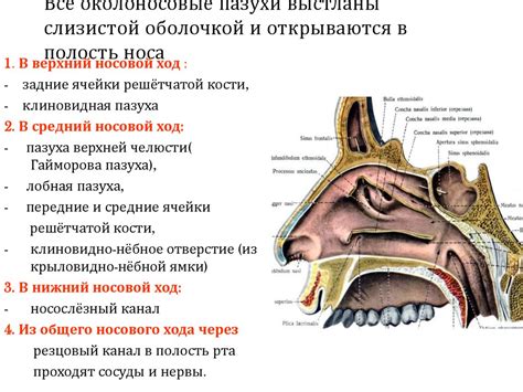 Исследования эффективности применения зеленки при проблемах со слизистой оболочкой носа