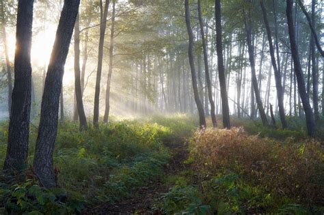 Исследуем тихий лес: чего ожидать и как подготовиться