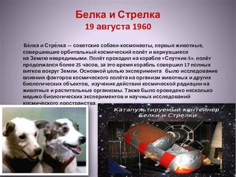 Исток возникновения монумента для белки и стрелки: история и символика