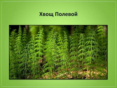 Историческое значение лаврового растения в нашем регионе и его важная роль в народной культуре