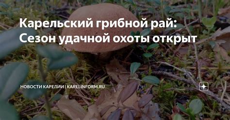 История грибной охоты в северной природе Карелии