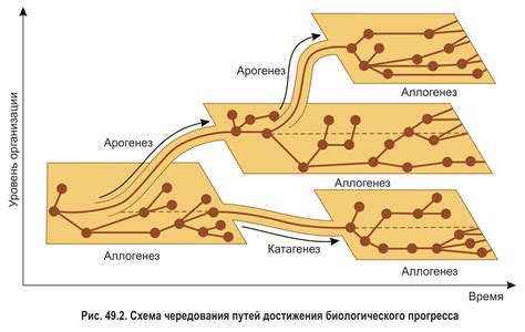 История и культура: различные пути эволюции