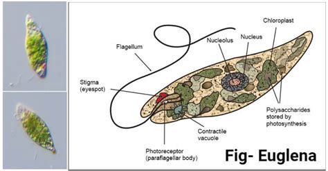 История открытия Euglena viridis