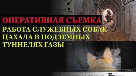 История первого открытия осколков древних существ в подземных туннелях