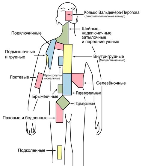 Какие признаки мешают распознать состояние лимфатических узлов в области паха у мужчин