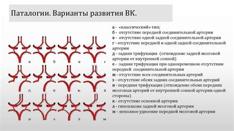 Какова структура Виллизиева круга