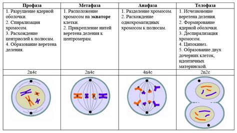 Как биологическое событие влияет на количество выделяемого жидкого вещества организма женщины