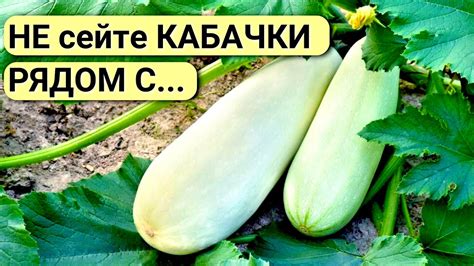 Как выбрать свежие и сочные кабачки для сырников