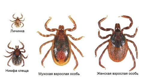 Как клещи могут привести к потере зрения у собаки