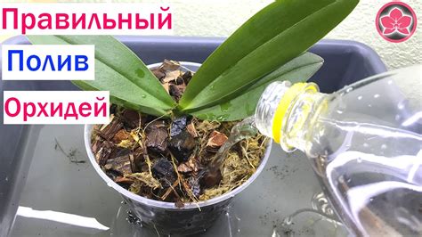 Как обеспечить влажность и правильный полив для орхидеи: полезные правила и эффективные методы