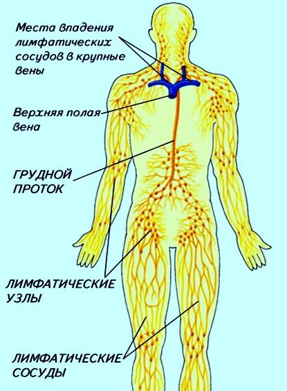 Как обнаружить и проверить состояние лимфоузлов в области паха