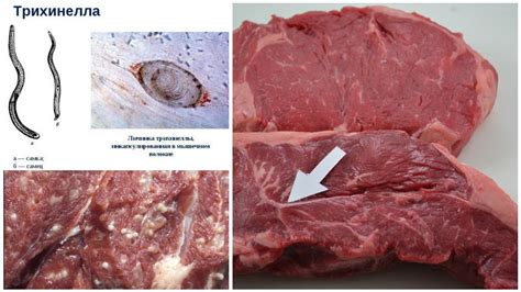 Как определить наличие паразитов в мясе после его замораживания