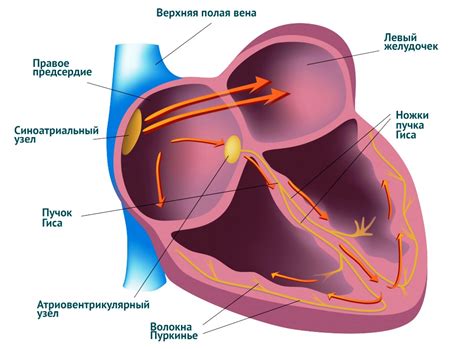 Как определить нарушения сердечного ритма