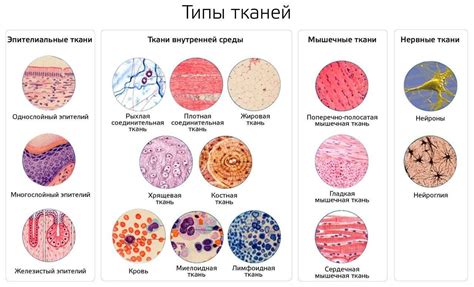 Как определить присутствие эпителиальной структуры у животного