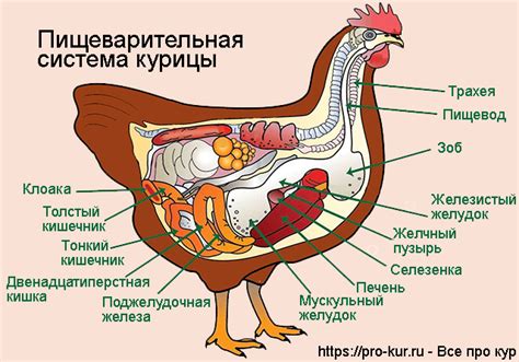 Как пищеварительная система кур переваривает цельное зерно кукурузы