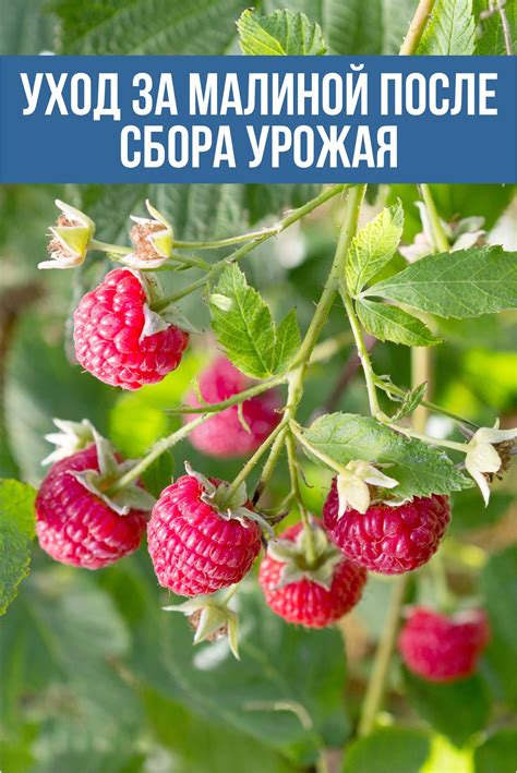 Как подобрать подходящий сорт калины для совместной посадки с малиной