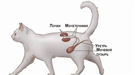 Как работает мочевой процесс у кошек