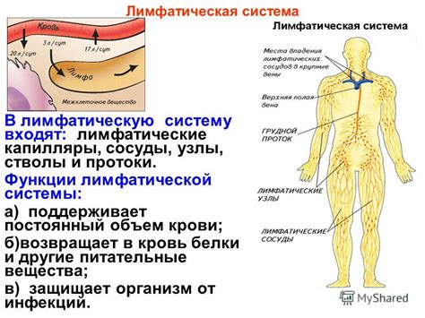 Как работает система лимфатической циркуляции и роль лимфы