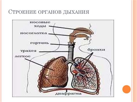 Как распознать наличие новообразований в органах дыхания: главные проявления и характерные признаки