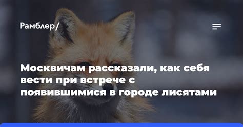 Как себя вести при встрече с лесным обитателем