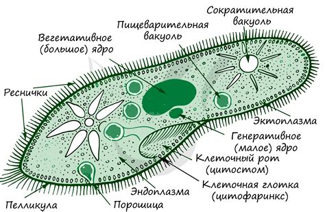 Как сократительные вакуоли улучшают пищеварение у инфузории туфельки