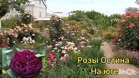 Как эффективно формировать розы остина перед наступлением зимы