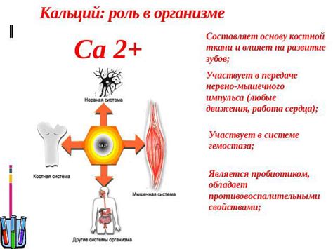 Калий: важная роль в работе мышц и сердца