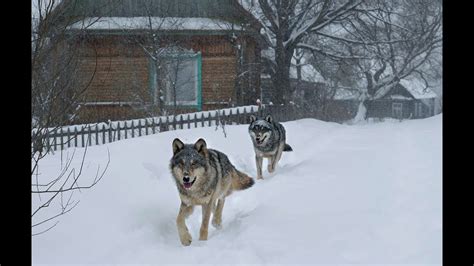 Камчатский край: наблюдение за волками в живописной вулканической местности