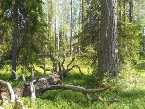 Карельские леса: убежище стаи тростниковых ковшей