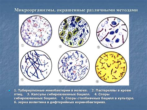 Картошка в песке: уникальный метод сохранения свежести надолго