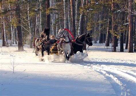 Катание на конях в окрестностях Московской области