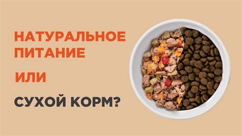 Качественный коммерческий корм или натуральное питание: как выбрать лучшую опцию для вашей собаки