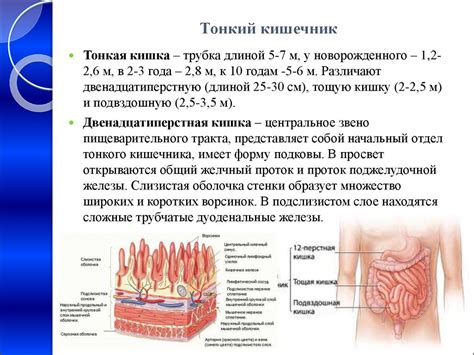 Кишечник: функция и особенности переваривающей системы