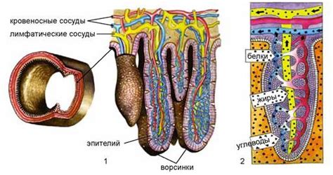 Кишечник - центральное место поглощения питательных веществ