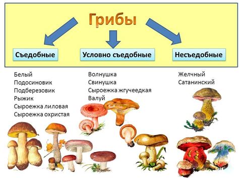 Классификация грибов-зонтиков по естественным зонам Российской территории