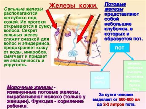 Классификация потовых желез: экринные и апокринные