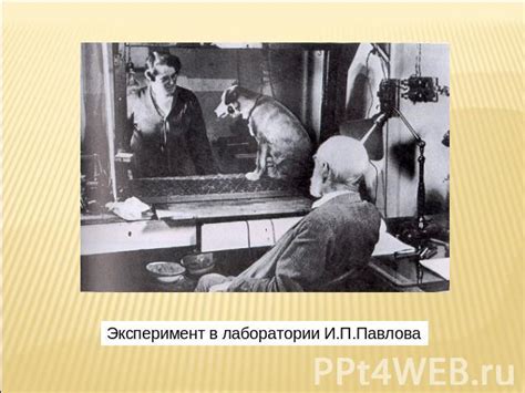 Классический эксперимент Ивана Павлова и его важность в объяснении условных реакций