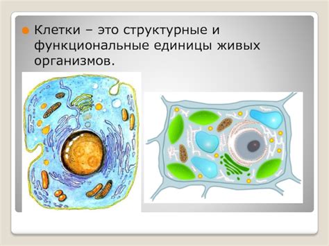 Клетки: главные строительные и функциональные единицы живых организмов