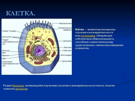 Клетки: фундаментальные строительные блоки всех организмов