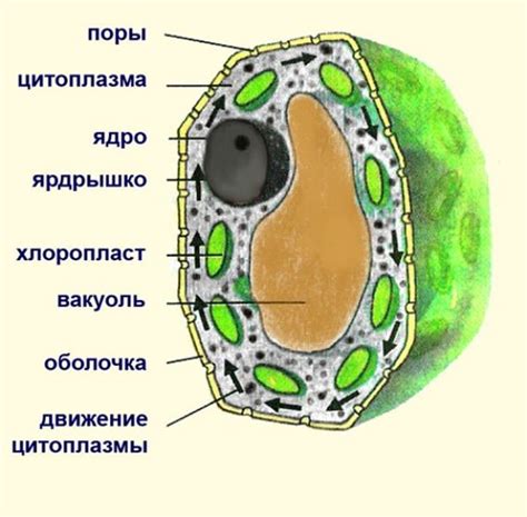 Клетки растений и их уникальные характеристики