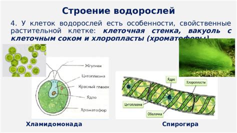 Клеточная организация водорослей и распределение хлорофилла в ней