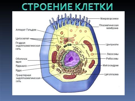 Клеточная стенка: замыкающий элемент в строении растительной клетки