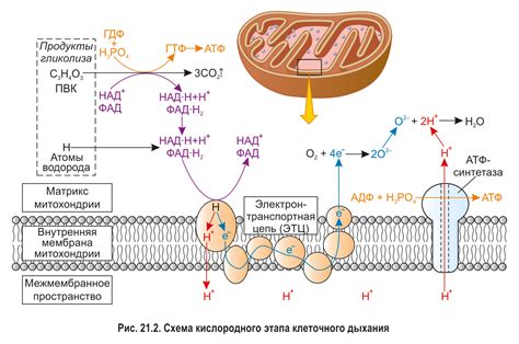 Клеточное дыхание: уникальность и важность процесса