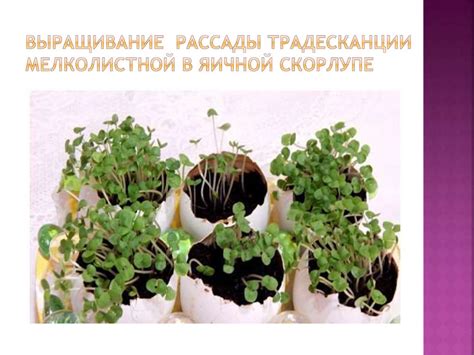 Климатические и географические особенности, оказывающие влияние на плодородие почв