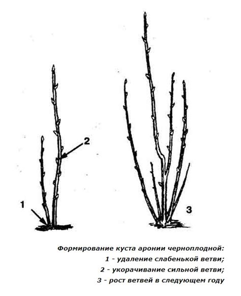 Климатические условия, пригодные для произрастания черноплодной рябины