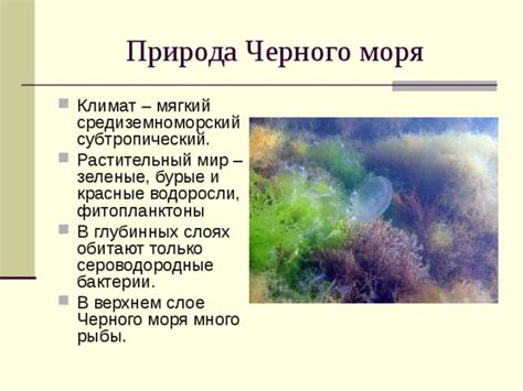 Климат Берегов Черного моря и его воздействие