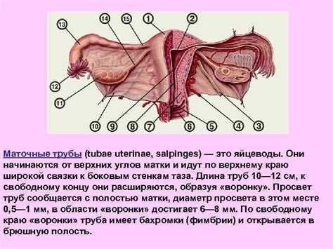 Клитор: главная точка блаженства