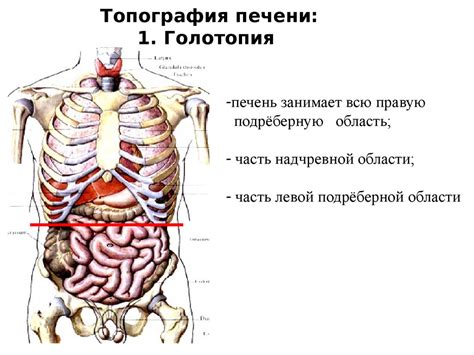 Клубы и функции жизненно важных органов у собачьих сосков