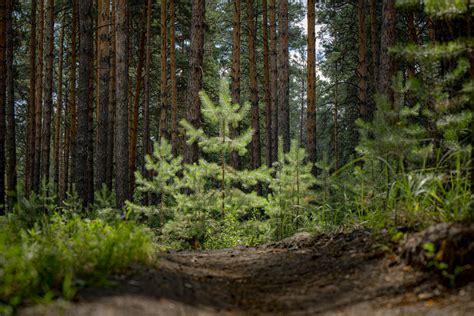 Клюква - символ богатства и природного богатства Московской округи